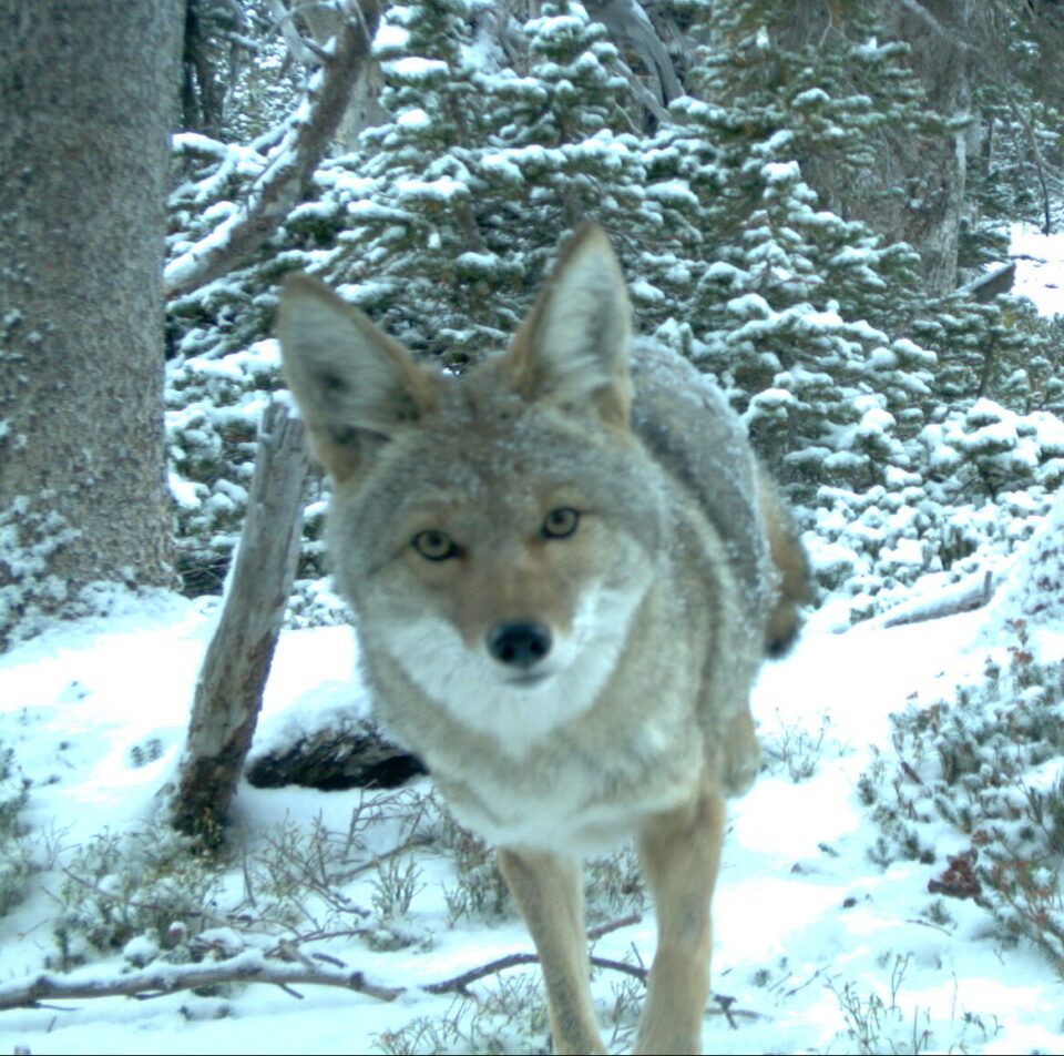 image-from-rawpixel-id-4075937-original – Copy